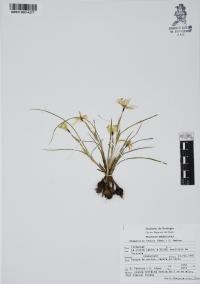 Nemastylis tenuis image